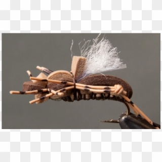 Fat Albert Grasshopper - Insect, HD Png Download