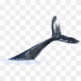 #whale #tail - Whale Tail Png, Transparent Png