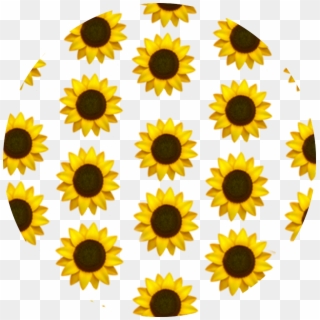 #sunflower #emoji #background #yellow #aesthetic # - Common Sunflower, HD Png Download