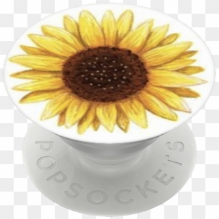 Sunflower, Popsockets Sunflower - Sunflower, HD Png Download