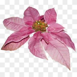 Flower - Poinsettia, HD Png Download