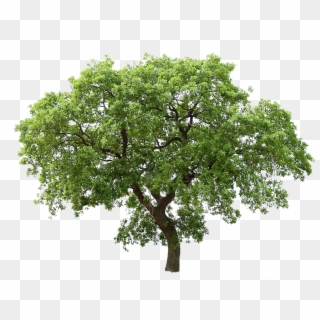 Transparent Background Png Tree - Png Trees Transparent Background, Png Download