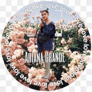 #ariana #tumblur #sticker #arianagrande - Pink Rose Aesthetic, HD Png Download