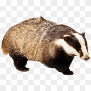 Badger With Front Paw Up - Badger Png, Transparent Png