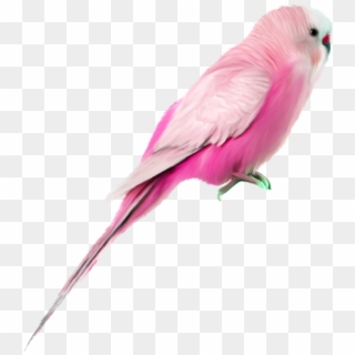 #bird #pinkbird #pink #budgie #pet #wellensittich #haustiere - Png Hd Background Birds, Transparent Png