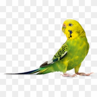 Short Time The “budgie” Became The World's Most Popular - Budgerigar Transparent, HD Png Download