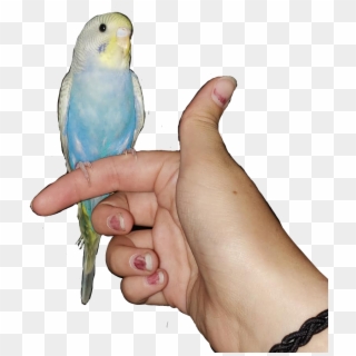 #bird #cute #blue #budgie #parakeet - Budgie, HD Png Download