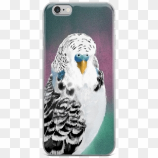 $19 - - Budgie, HD Png Download