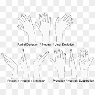 Three Degrees Of Freedom Of The Healthy Human Wrist - Hands Degrees Of Freedom, HD Png Download