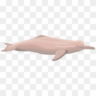 Unfortunately Not Even The River Dolphins Are Safe - Pink River Dolphin Png, Transparent Png