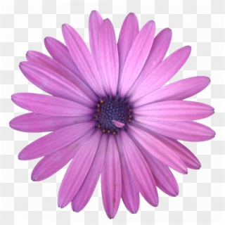 Extension - African Daisy, HD Png Download