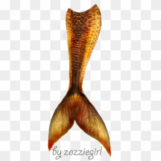 Mermaid Tail Png - Gold Mermaid Tail Png, Transparent Png