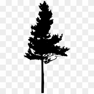 1010 X 2000 5 - Tree Silhouette Pine Tree Png, Transparent Png