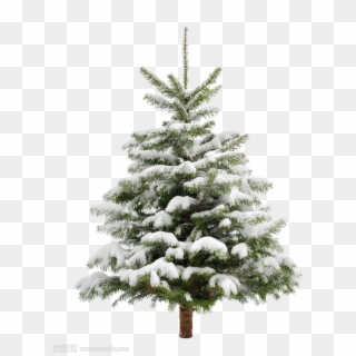 Pine Tree Snow Christmas Fir Trees Transprent Clip, HD Png Download