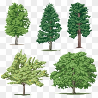 Pine Tree PNG Transparent For Free Download , Page 2- PngFind