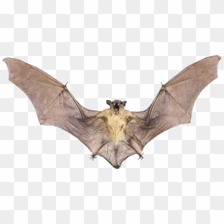 Real Bat Png Image With Transparent Background - Real Bat Png, Png Download