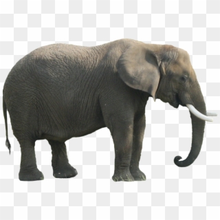 Animal Elephant Png - African Forest Elephant Png, Transparent Png