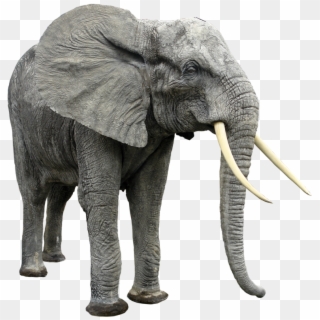 Best Free Elephants High Quality Png - Elephant Transparent Png, Png Download