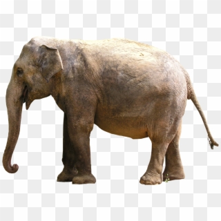 Gray Elephant Standing - Elephant Images Png, Transparent Png