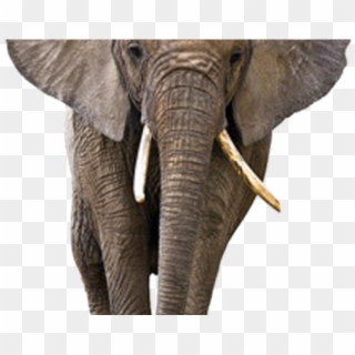 Elephant Png Transparent Images - Elephant Stock, Png Download