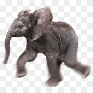 Free Png Download Elephant Png Images Background Png - Baby Elephant Transparent Background, Png Download