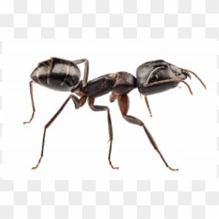 Carpenter Ants - Kentucky Ants, HD Png Download