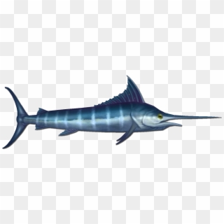 Marlin Are A Common Fish That Can Be Found At The Bottom - Swordfish, HD Png Download
