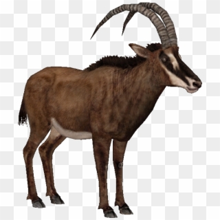 Antelope Png, Transparent Png