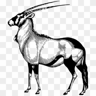 Africa African Animal Antelope Png Image - Black Antelope Drawing Template, Transparent Png