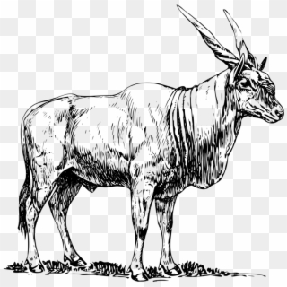 Png Transparent Download Common Eland Drawing Download - Eland Black And White, Png Download