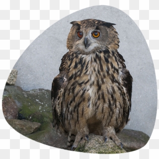 Buho Real - Falconiformes, HD Png Download