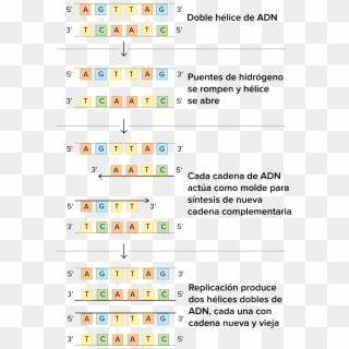 Esquema Del Modelo Básico De Watson Y Crick Sobre La - Dna Base Pairing Worksheet With Answers, HD Png Download