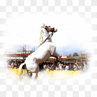About Chetak Festival - Stallion, HD Png Download