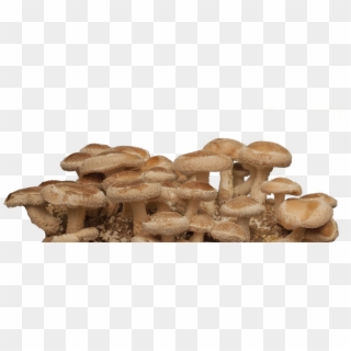 Shiitake Mushroom Png Transparent Background - Agaric, Png Download