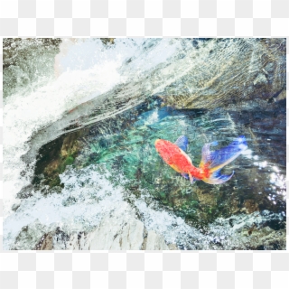 A Fish Swimming Over Moss-covered Rocks - Mountain River, HD Png Download