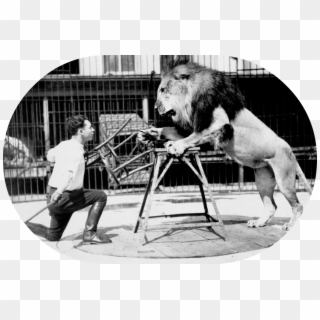 Lion Tamer And Chair Oval - Lion Tamer Chair Gif, HD Png Download