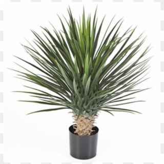 Bonsai Tree - Yucca Rostrata Artificiel, HD Png Download