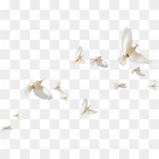 #mq #white #birds #bird #flying - Net-winged Insects, HD Png Download