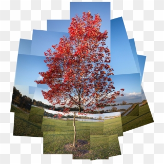 Photoshop & Photomanipulation - Maple Leaf, HD Png Download