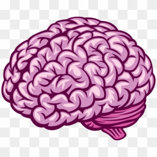 Human Brain - Brain Vector, HD Png Download