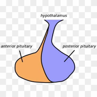 Pituitary Gland - Fish Pituitary Gland Diagram, HD Png Download