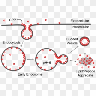 Many Biologically Active Compounds Cannot Be Used As - Cell Penetrating Peptides Endosomal Escape, HD Png Download