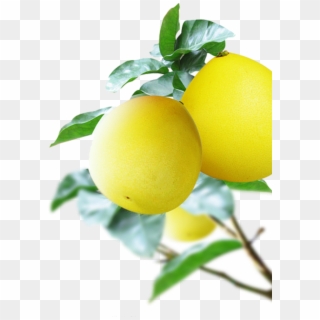 #mq #yellow #lemon #lemons #fruit #fruits - Pomelo, HD Png Download