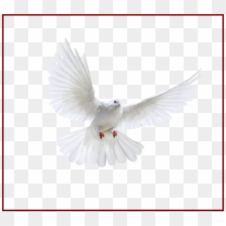 Best Holy Spirit Dove Clip Art Of Flying In Front You - Flying Transparent Background Pigeon Png, Png Download