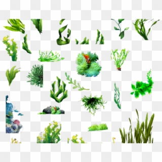 Seaweed Clipart River Plant - Seaweed, HD Png Download