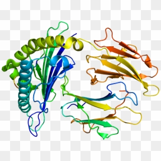 Protein Irs2 Pdb 3fqw - Irs2, HD Png Download