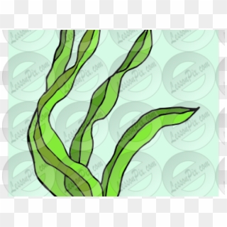 Seaweed Clipart Landscape - Illustration, HD Png Download