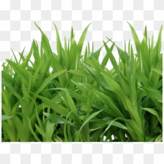 Grass Png Transparent Images - Portable Network Graphics, Png Download