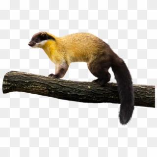 Yellow Throated Marten Png, Transparent Png