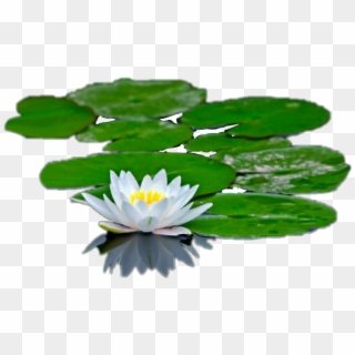 #lilypad - Water Lilies And Their Adaptations, HD Png Download
